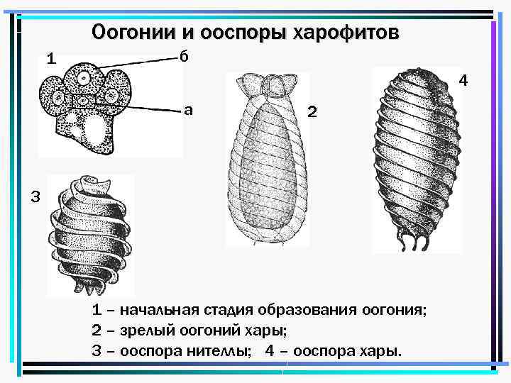 Оогонии и ооспоры харофитов 1 б 4 а 2 3 1 – начальная стадия