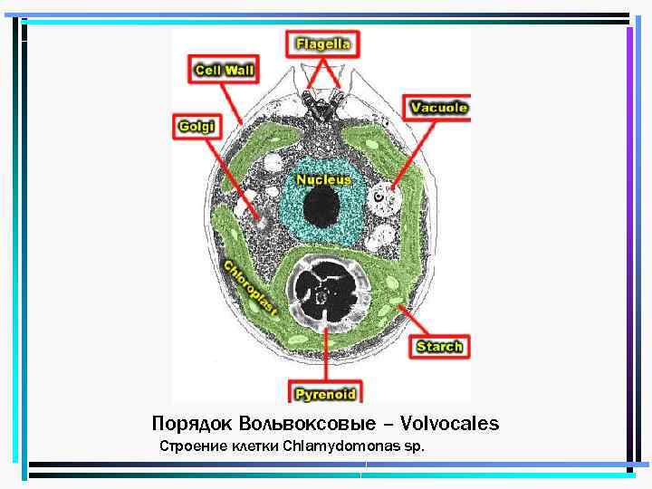 Порядок Вольвоксовые – Volvocales Строение клетки Chlamydomonas sp. 