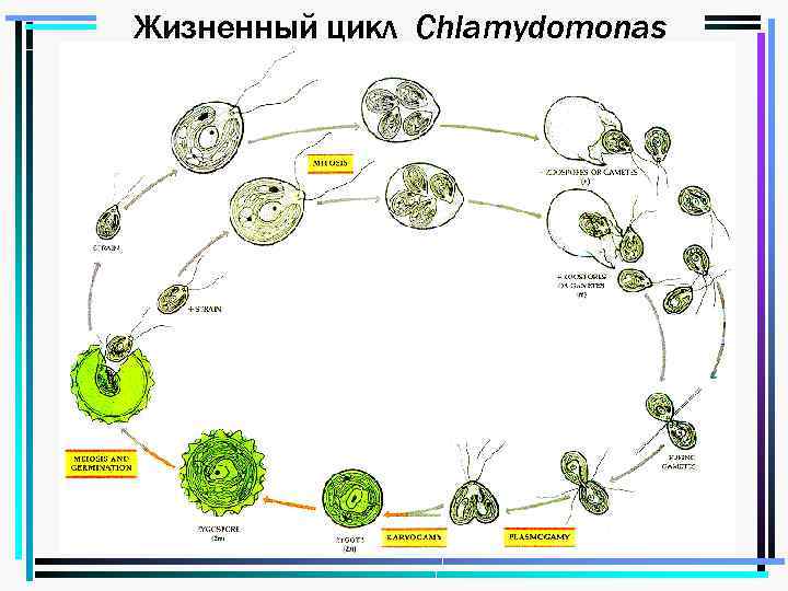 Жизненный цикл Chlamydomonas 