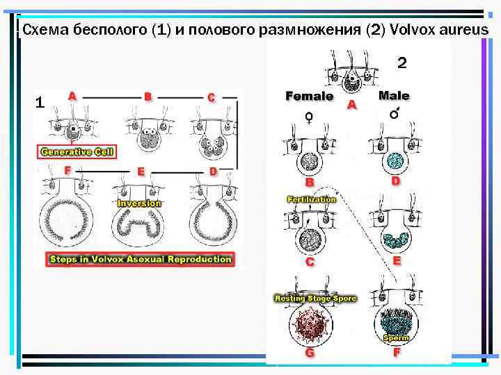 Схема бесполого (1) и полового размножения (2) Volvox aureus 2 1 