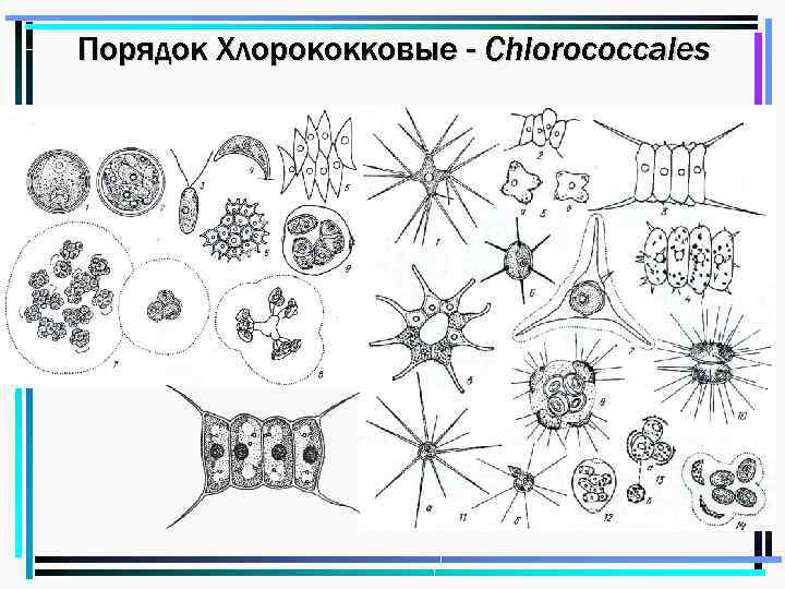 Порядок Хлорококковые - Chlorococcales 1 3 