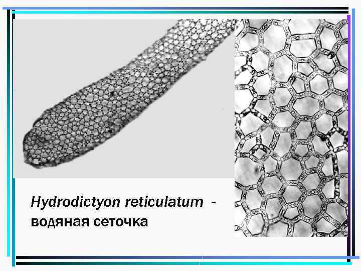 4 Hydrodictyon reticulatum водяная сеточка 