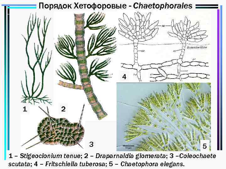 Порядок Хетофоровые - Chaetophorales 3 4 1 2 5 3 5 1 – Stigeoclonium