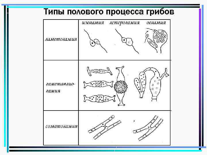 Типы полового процесса грибов 