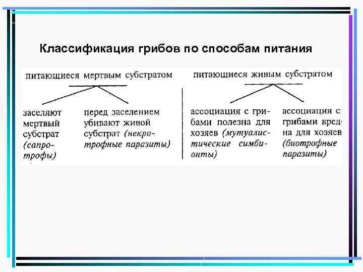 Классификация грибов по способу питания схема