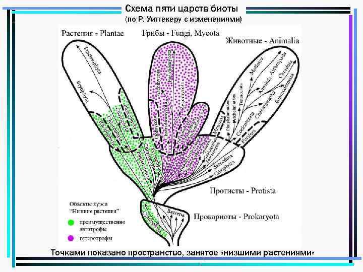 Схема пяти царств биоты (по Р. Уиттекеру с изменениями) Точками показано пространство, занятое «низшими