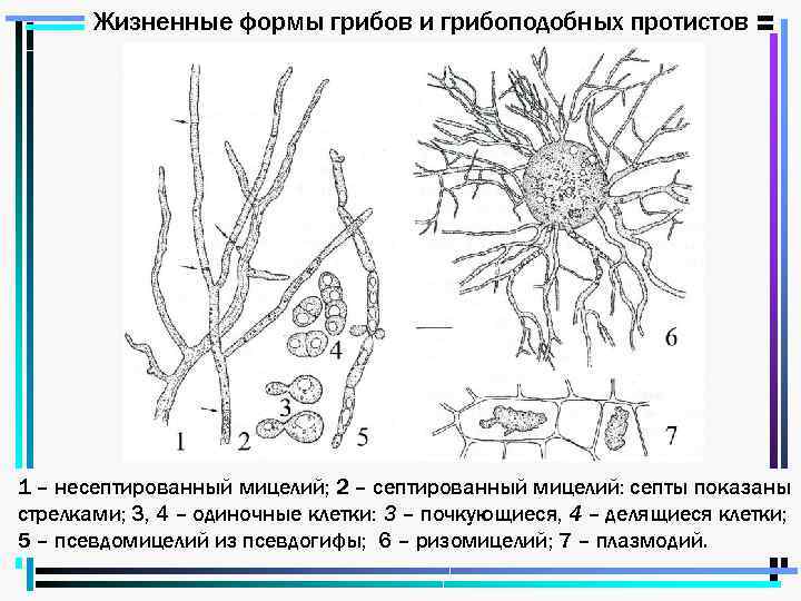 Жизненные формы грибов и грибоподобных протистов 1 – несептированный мицелий; 2 – септированный мицелий: