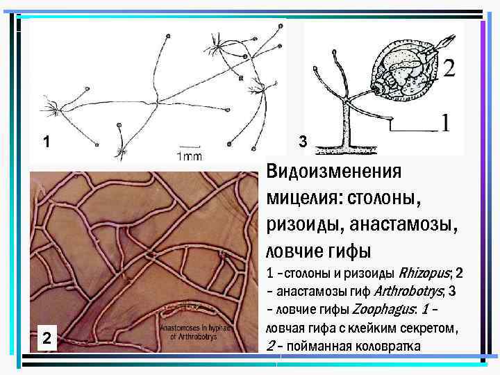 1 3 Видоизменения мицелия: столоны, ризоиды, анастамозы, ловчие гифы 2 1 –столоны и ризоиды