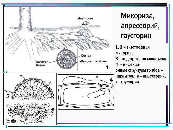 Микориза, апрессорий, гаустория 1 4 2 3 1, 2 – эктотрофная микориза; 3 –