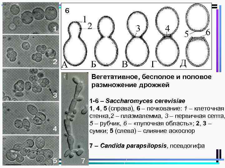 6 1 2 Вегетативное, бесполое и половое размножение дрожжей 3 1 -6 – Saccharomyces