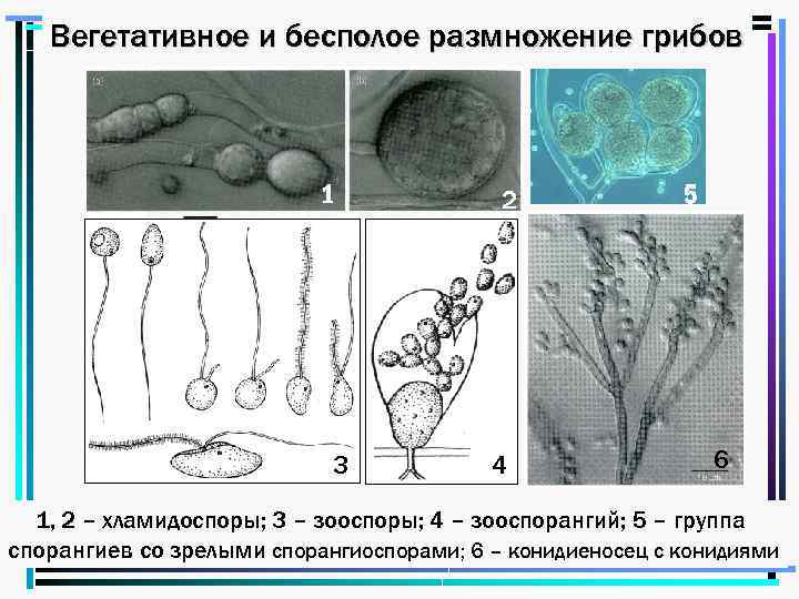 Зооспоры