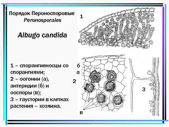 Порядок Пероноспоровые 1 Peronosporales Albugo candida 1 – спорангиеносцы со б а спорангиями; 2