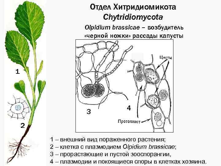 Отдел Хитридиомикота Chytridiomycota Olpidium brassicae – возбудитель «черной ножки» рассады капусты 1 3 4