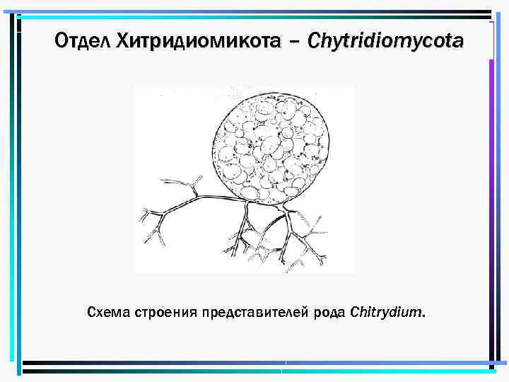 Строение представитель