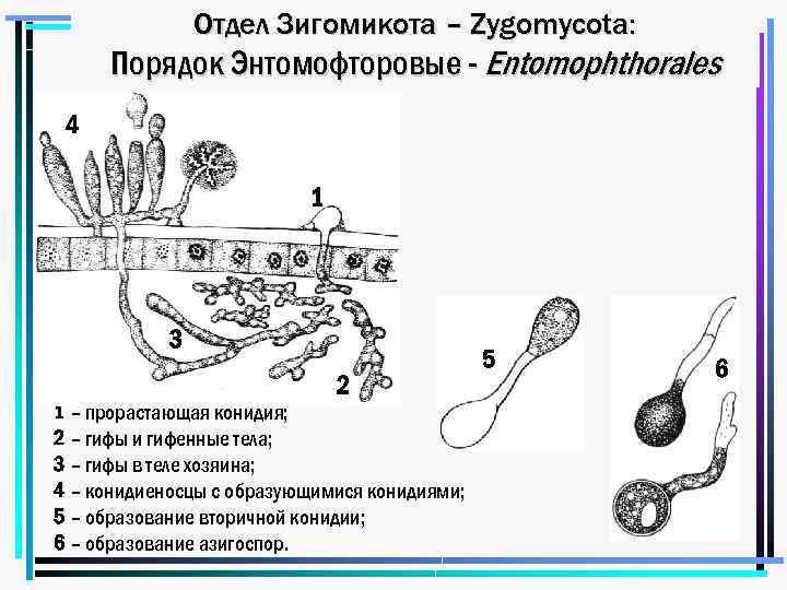 Отдел Зигомикота – Zygomycota: Порядок Энтомофторовые - Entomophthorales 4 1 3 2 1 –