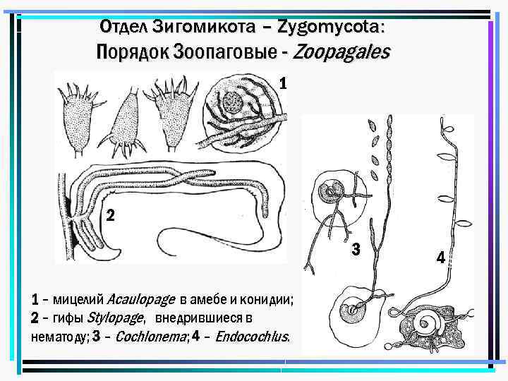 Отдел Зигомикота – Zygomycota: Порядок Зоопаговые - Zoopagales 1 2 3 1 – мицелий