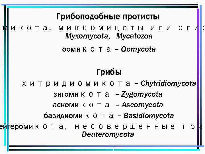 Грибоподобные протисты омикота, миксомицеты или слиз Myxomycota, Mycetozoa оомикота – Oomycota Грибы хитридиомикота –