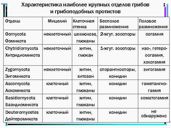 Характеристика наиболее крупных отделов грибов и грибоподобных протистов Отделы Oomycota Оомикота Мицелий Клеточная стенка