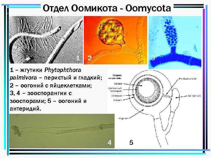 Отдел Оомикота - Oomycota 1 2 3 1 – жгутики Phytophthora palmivora – перистый