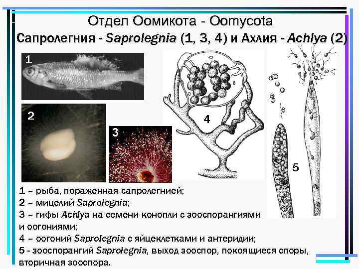 Отдел Оомикота - Oomycota Сапролегния - Saprolegnia (1, 3, 4) и Ахлия - Achlya