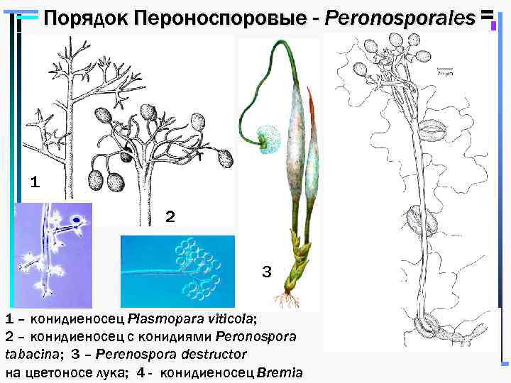 Порядок Пероноспоровые - Peronosporales 1 2 3 1 – конидиеносец Plasmopara viticola; 2 –