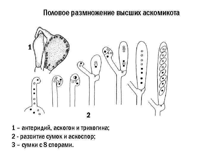 Цикл развития аскомицетов рисунок