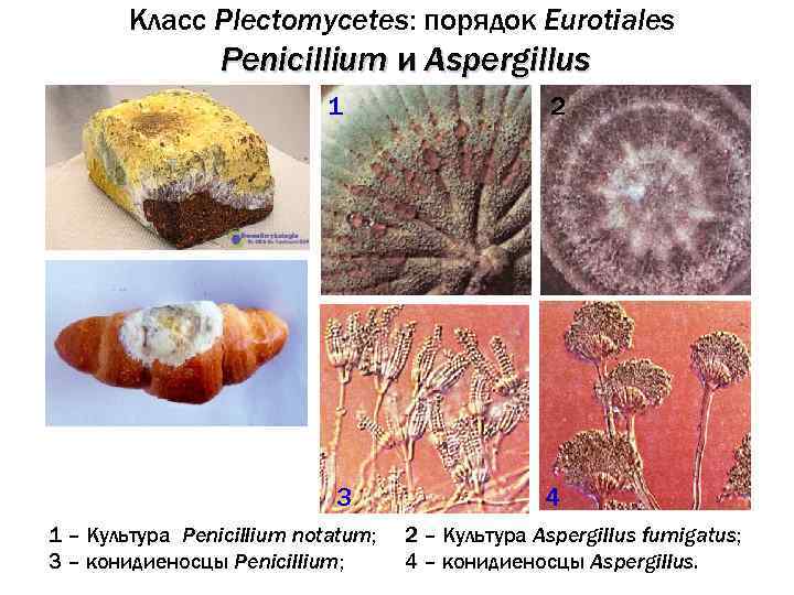 Класс Plectomycetes: порядок Eurotiales Penicillium и Aspergillus 1 3 1 – Культура Penicillium notatum;