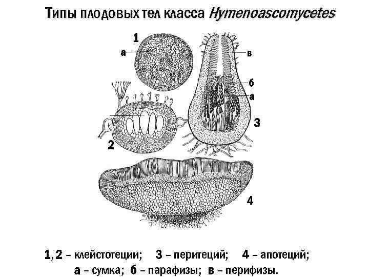 Типы плодовых тел класса Hymenoascomycetes 1 а в б а а 3 2 4