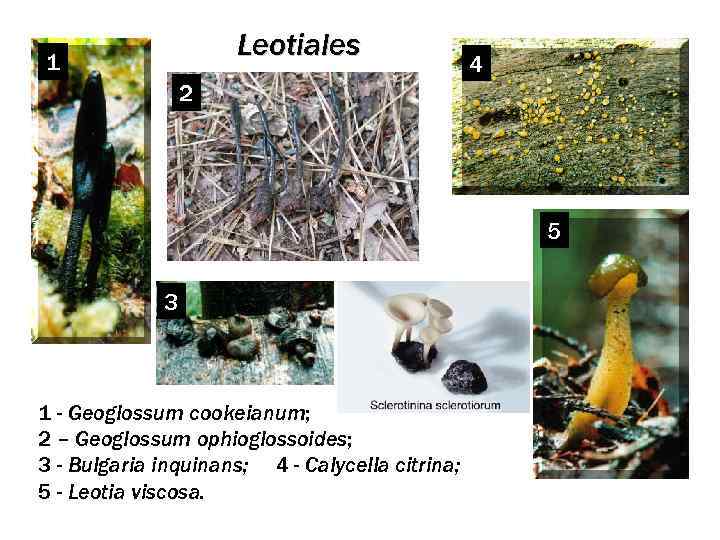 Leotiales 1 4 2 5 3 1 - Geoglossum cookeianum; 2 – Geoglossum ophioglossoides;