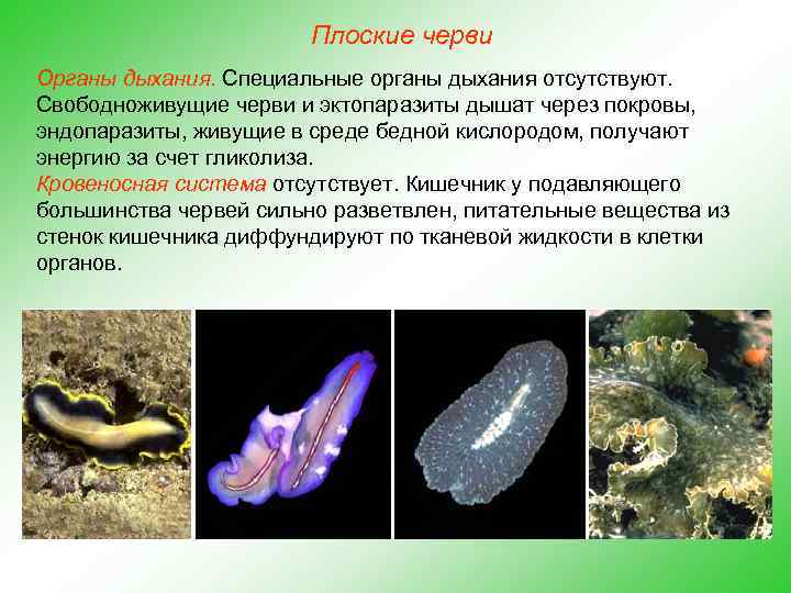 Плоские черви Органы дыхания. Специальные органы дыхания отсутствуют. Свободноживущие черви и эктопаразиты дышат через
