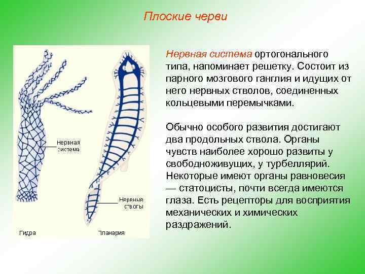 Плоские черви Нервная система ортогонального типа, напоминает решетку. Состоит из парного мозгового ганглия и