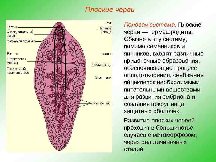 Плоские черви Половая система. Плоские черви — гермафродиты. Обычно в эту систему, помимо семенников