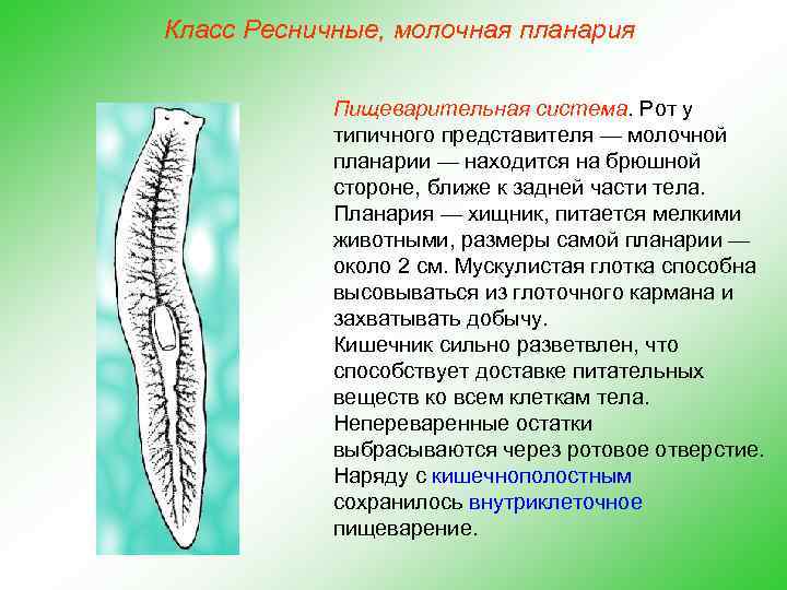Класс Ресничные, молочная планария Пищеварительная система. Рот у типичного представителя — молочной планарии —