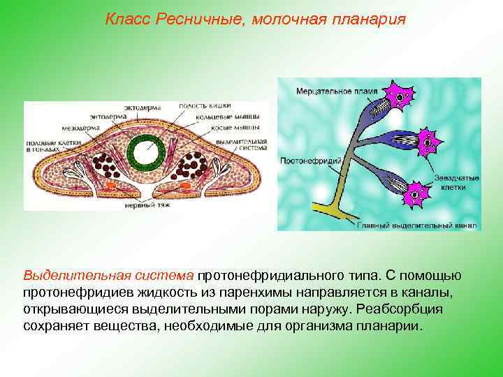 Класс Ресничные, молочная планария Выделительная система протонефридиального типа. С помощью протонефридиев жидкость из паренхимы
