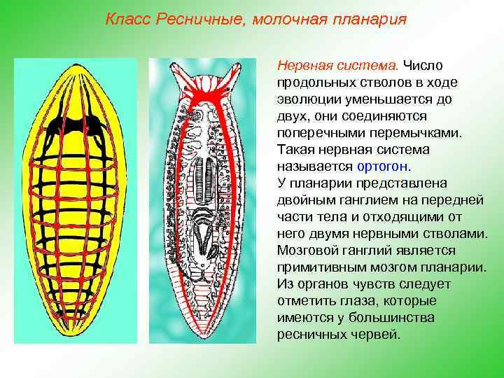 Класс Ресничные, молочная планария Нервная система. Число продольных стволов в ходе эволюции уменьшается до