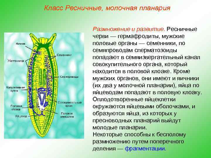 Класс Ресничные, молочная планария Размножение и развитие. Ресничные черви — гермафродиты, мужские половые органы