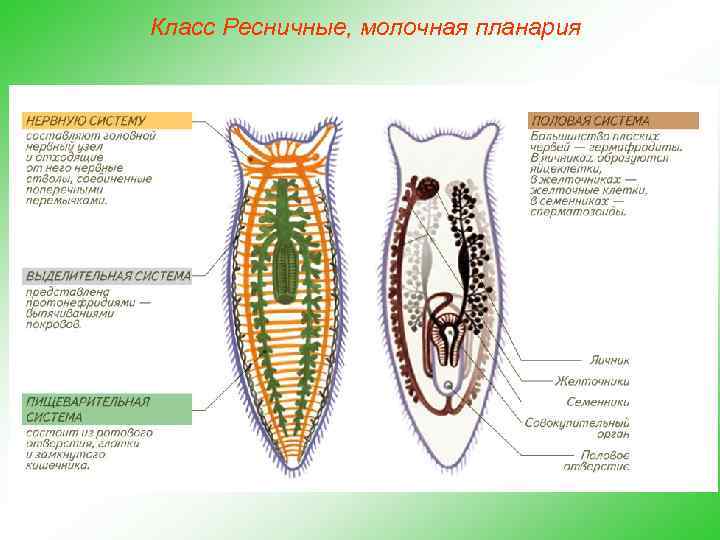 Класс Ресничные, молочная планария 