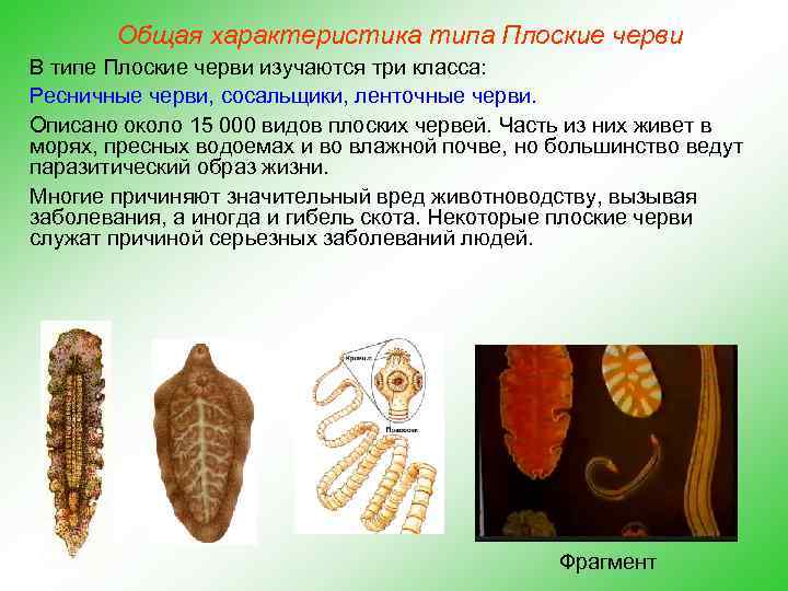 Общая характеристика типа Плоские черви В типе Плоские черви изучаются три класса: Ресничные черви,