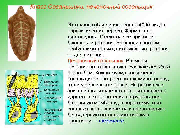 Класс Сосальщики, печеночный сосальщик Этот класс объединяет более 4000 видов паразитических червей. Форма тела
