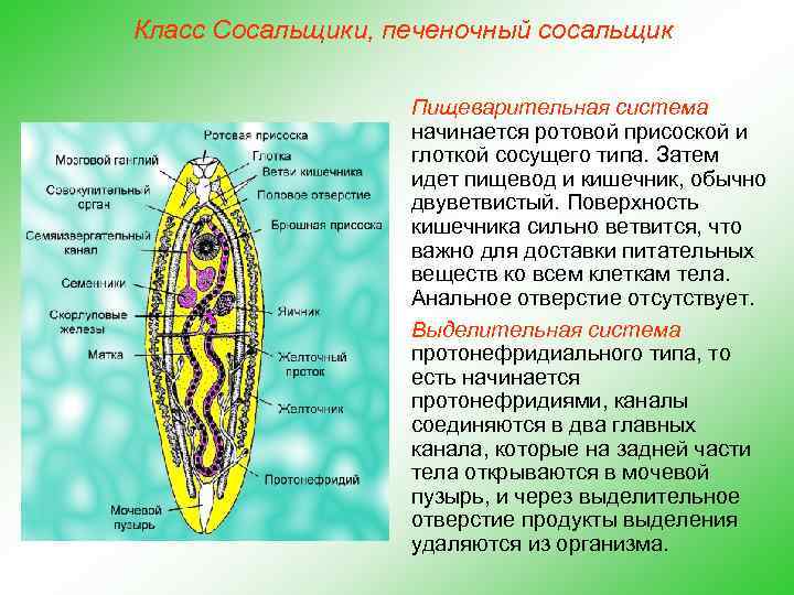 Класс Сосальщики, печеночный сосальщик Пищеварительная система начинается ротовой присоской и глоткой сосущего типа. Затем