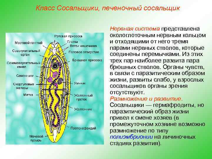 Класс Сосальщики, печеночный сосальщик Нервная система представлена окологлоточным нервным кольцом и отходящими от него