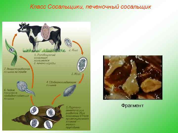Класс Сосальщики, печеночный сосальщик Фрагмент 