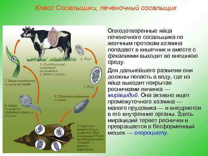 Класс Сосальщики, печеночный сосальщик Оплодотворенные яйца печеночного сосальщика по желчным протокам хозяина попадают в