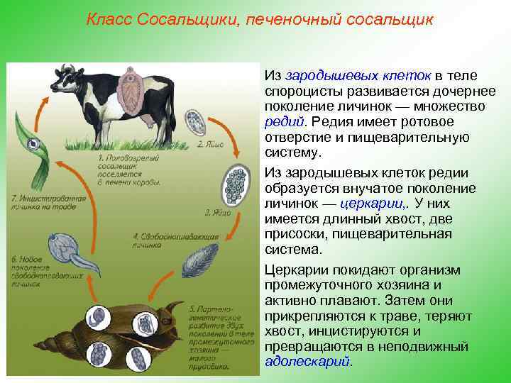 Класс Сосальщики, печеночный сосальщик Из зародышевых клеток в теле спороцисты развивается дочернее поколение личинок