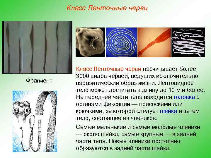 Класс Ленточные черви Фрагмент Класс Ленточные черви насчитывает более 3000 видов червей, ведущих исключительно