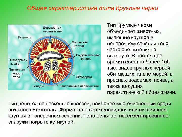 Общая характеристика типа Круглые черви Тип Круглые черви объединяет животных, имеющие круглое в поперечном