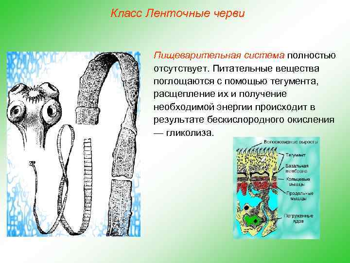 Класс Ленточные черви Пищеварительная система полностью отсутствует. Питательные вещества поглощаются с помощью тегумента, расщепление
