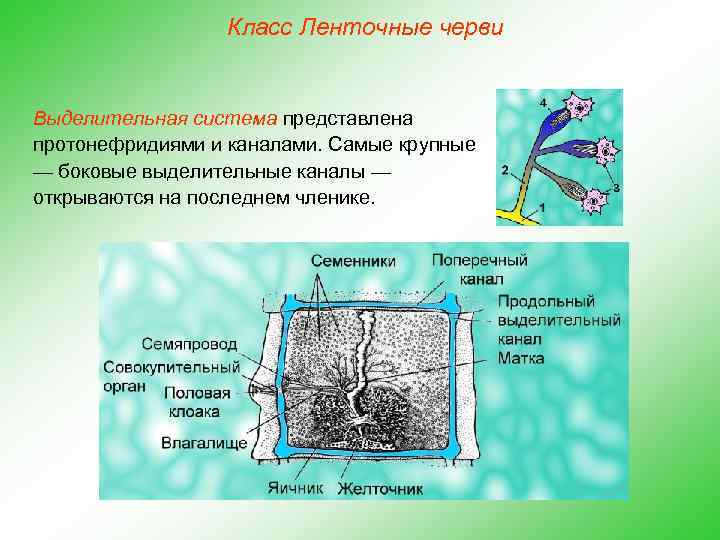 Класс Ленточные черви Выделительная система представлена протонефридиями и каналами. Самые крупные — боковые выделительные