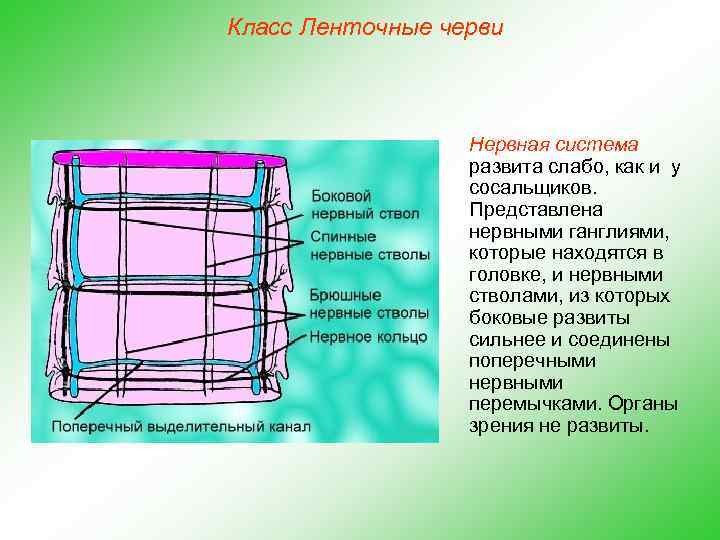 Класс Ленточные черви Нервная система развита слабо, как и у сосальщиков. Представлена нервными ганглиями,
