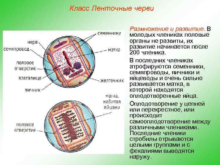 Сравни тип плоские черви с типом кишечнополостных по основным чертам строения приложи текстовый файл